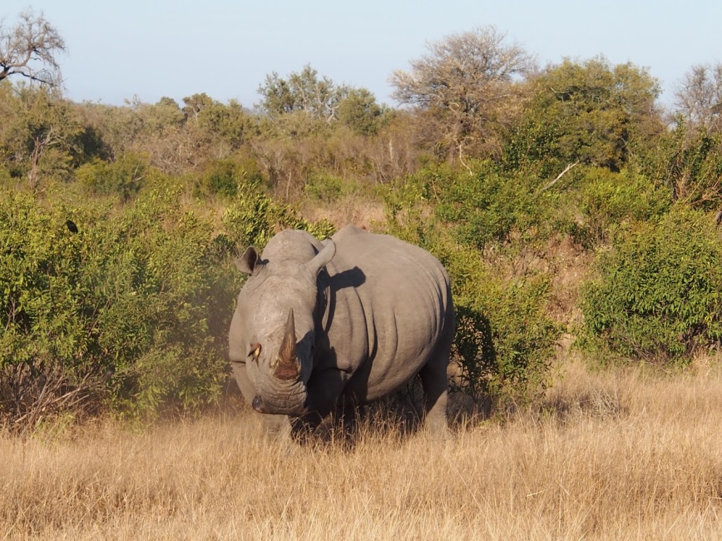 A rhino with a pest removing bird