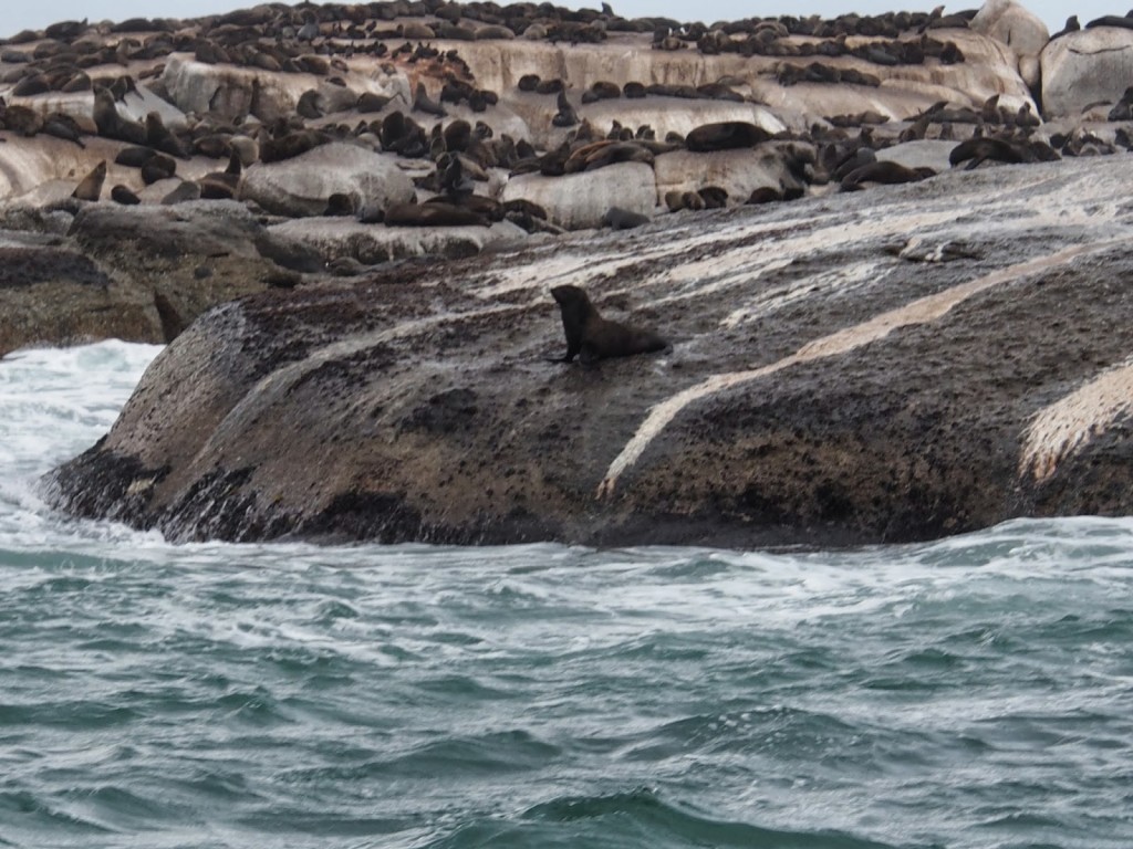 Fur seal in the seal colony