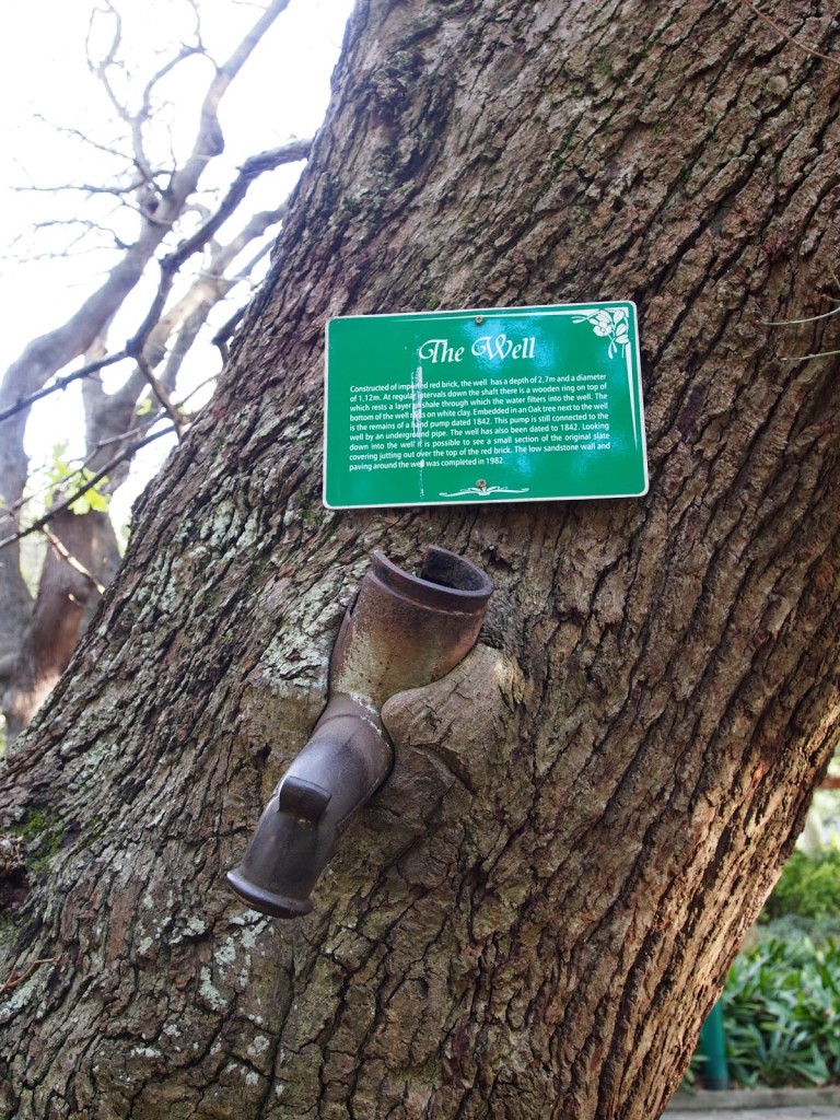 Tap trapped in the growth of the tree.