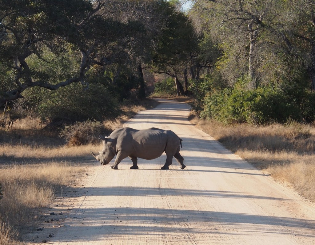 Rhino crossing road