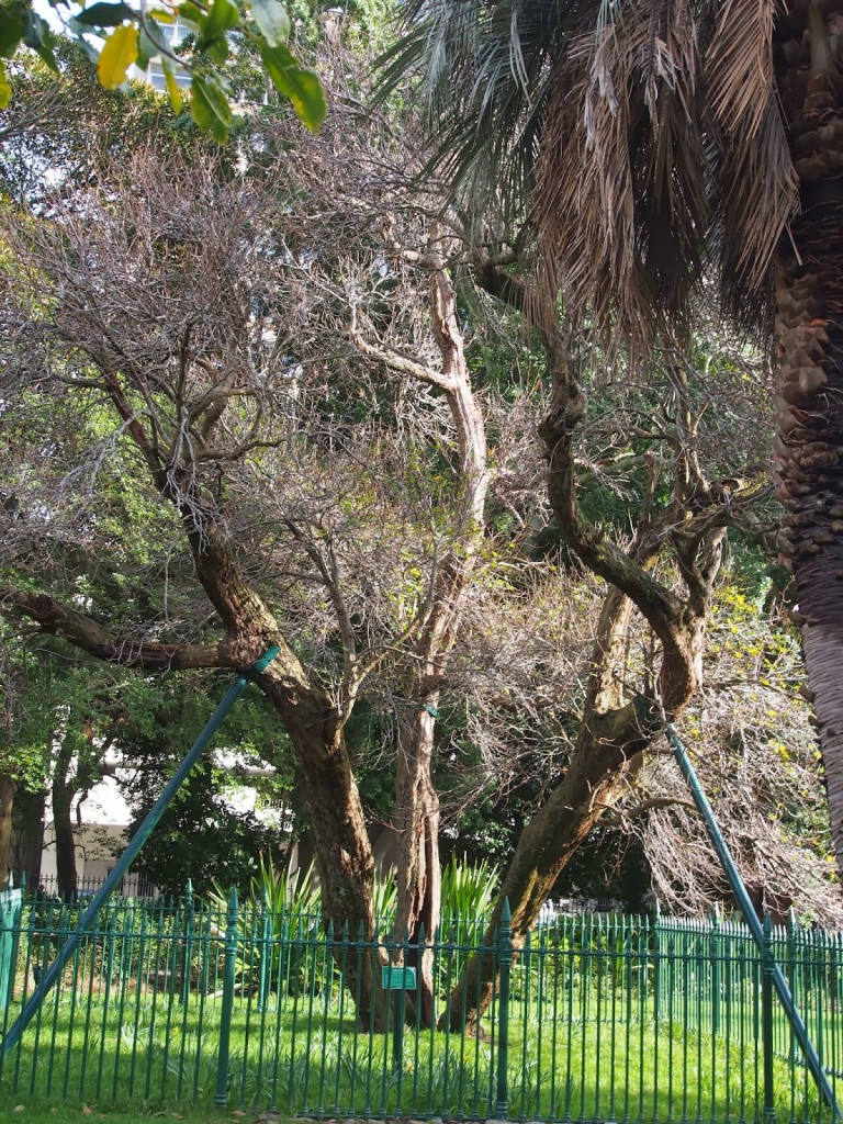 Oldest tree in the gardens, currently requiring man made supports.