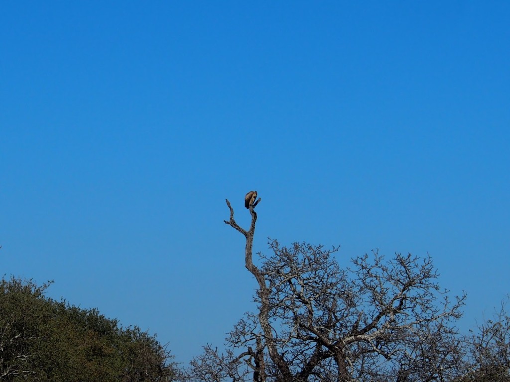 Vulture sitting at the top of a tree. Telephoto lens are essential - I learn.