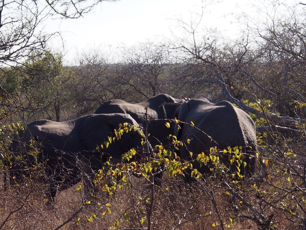 Herd of elephants