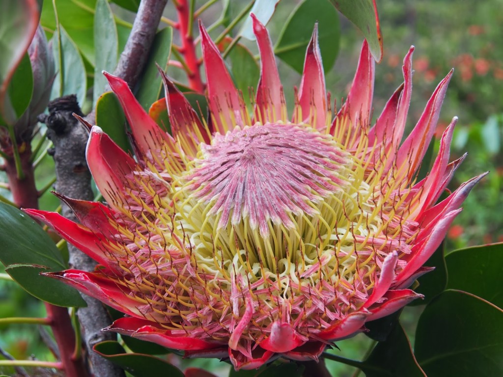 King Protea - about the size of the hand.