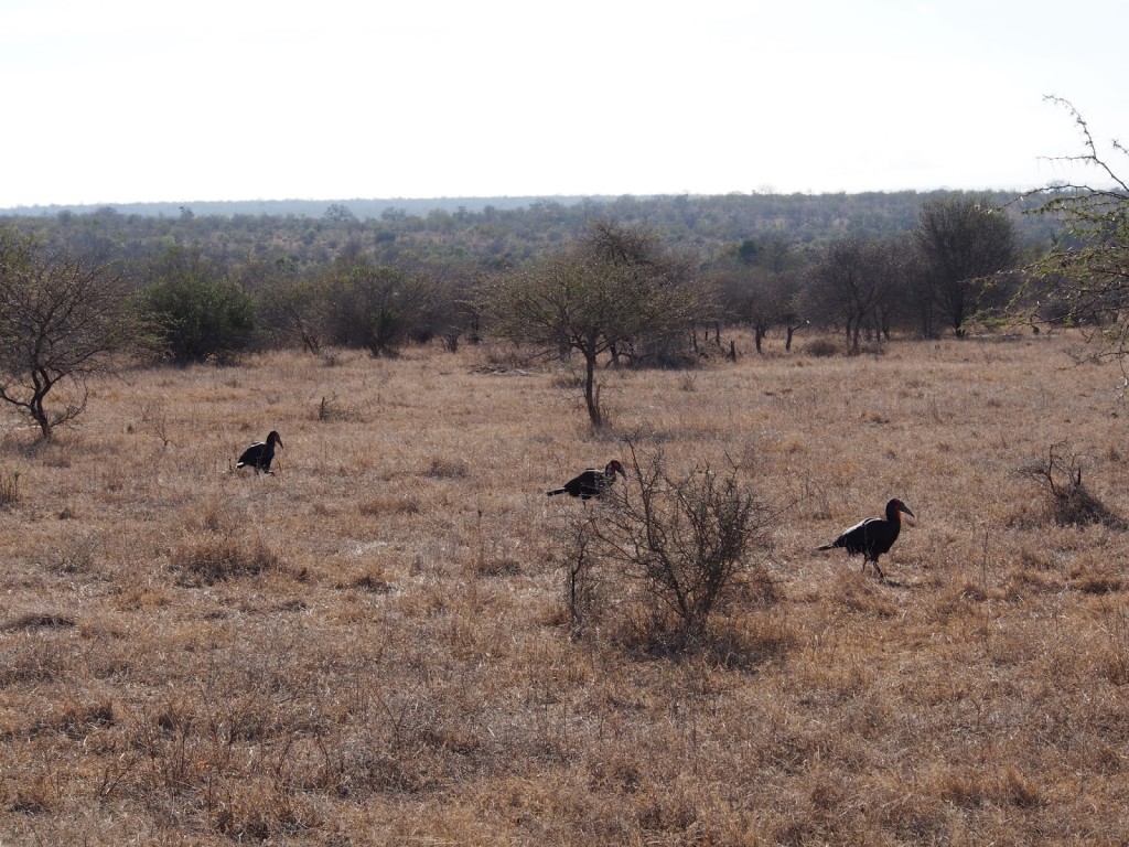 Ground hornbills