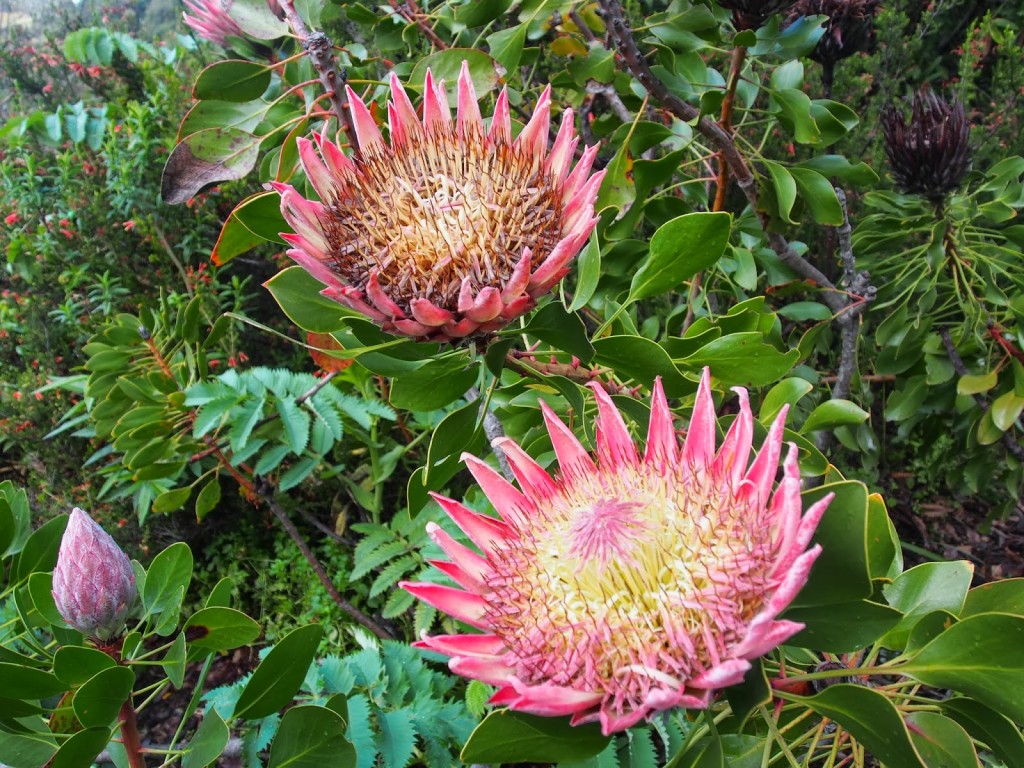 King Protea also in bloom