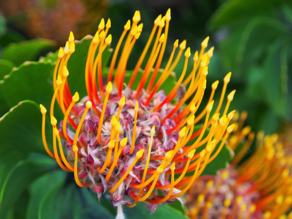 Colourful Fynbos flowers