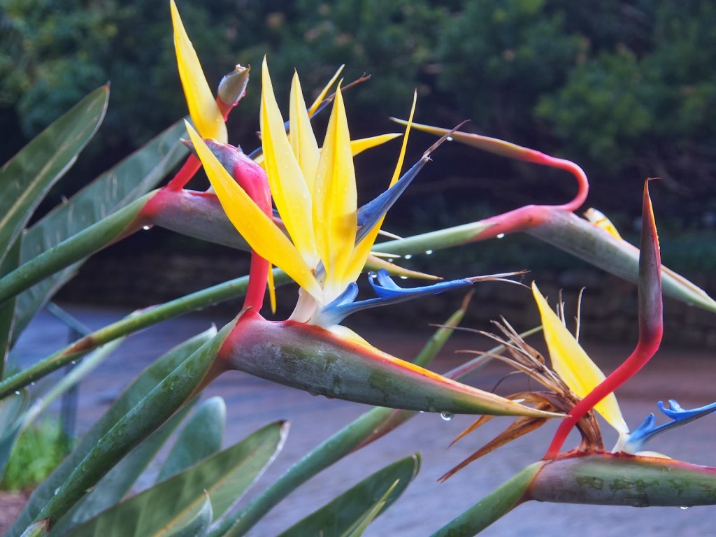 Yellow Crane flower, known as Mandela's Gold