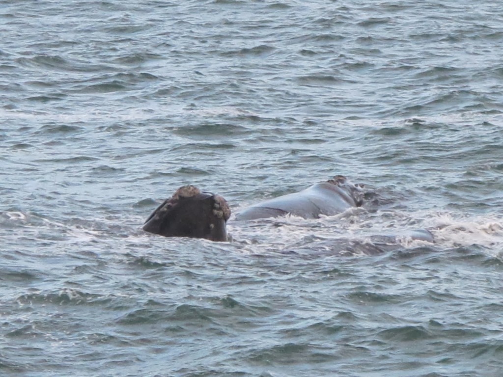 A shot of some parts of the whale surfacing.