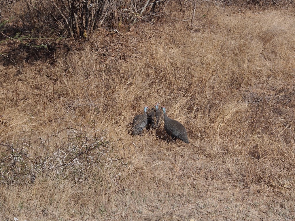 Guinea fowl - common birds in the safari