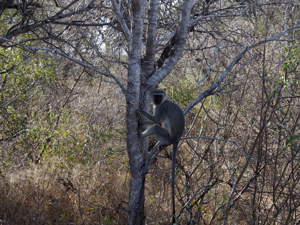 Velvet monkey on a tree