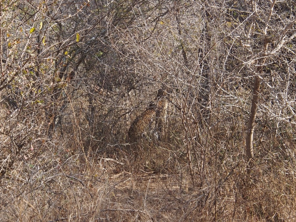 Siting, waiting patiently before closing in on the herd of impala in front.