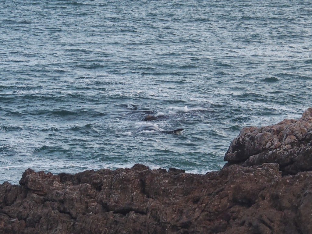 Whales close to the rugged shore.