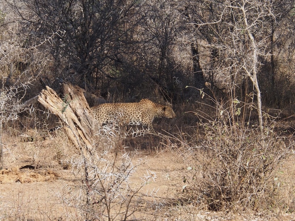 Leopard crawl