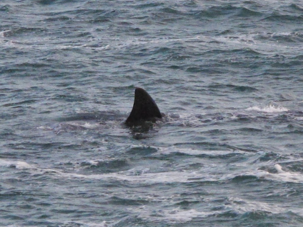 Showing its fins.