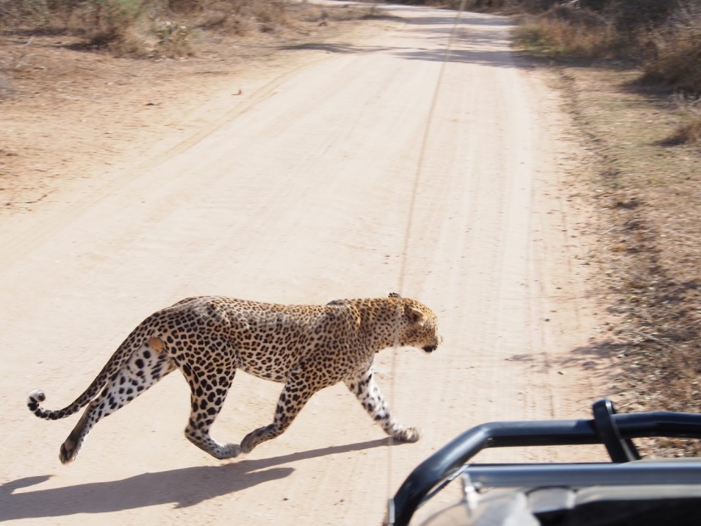 Disappointed cat crossing the road - in front of our vehicle