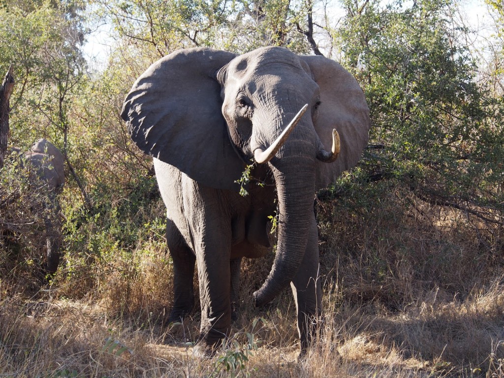 Huge tasks of an adult male elephant