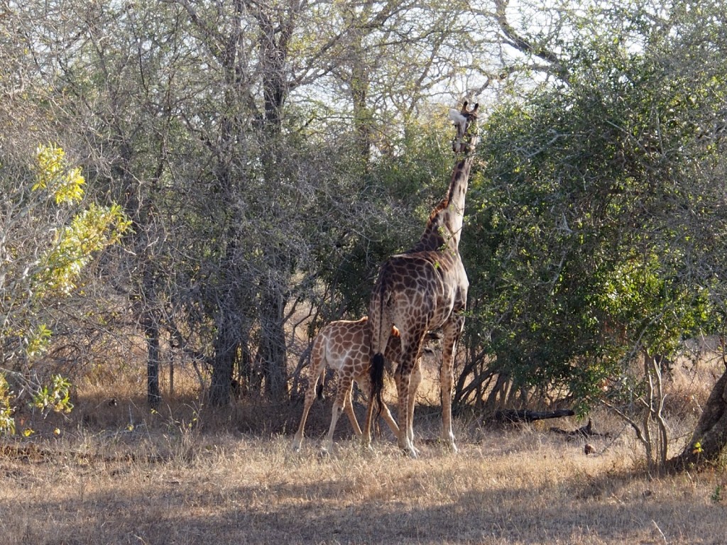 Baby giraffe suckling