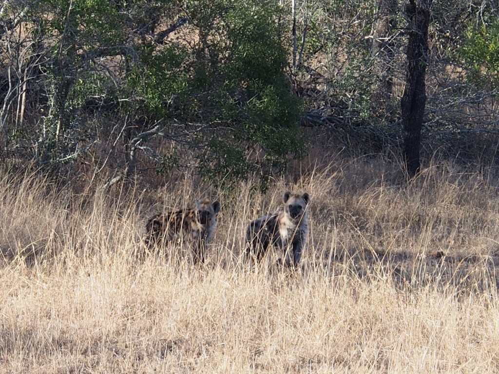 A pair of hyena youths, first time seeing in the many outings we had in safari