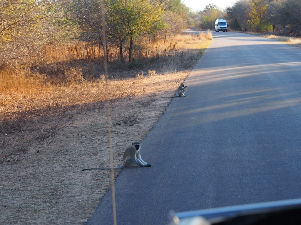 Not crossing the road but resting beside the road.