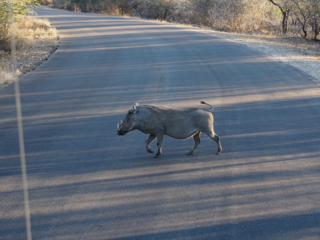 Warthog crossing the road