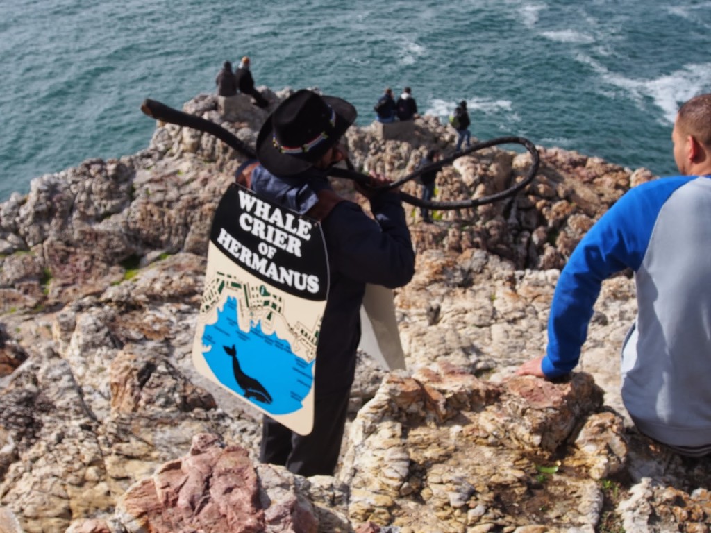 Famous whale crier of Hermanus blowing the horn to communicate with the whales.