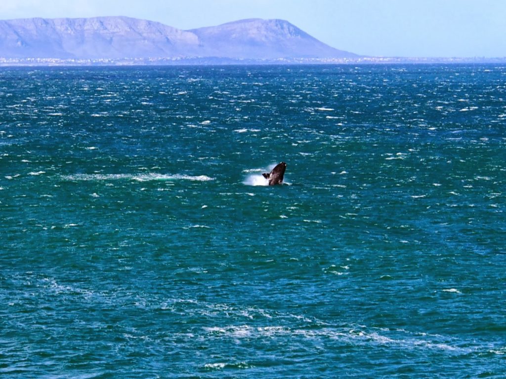 Whale coming out from the water seen from shore.