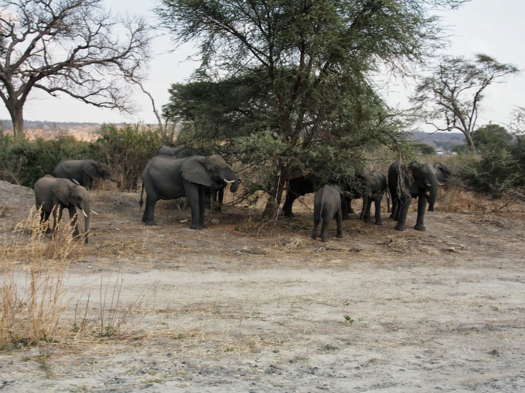 Herd of elephants we saw near the crossing.