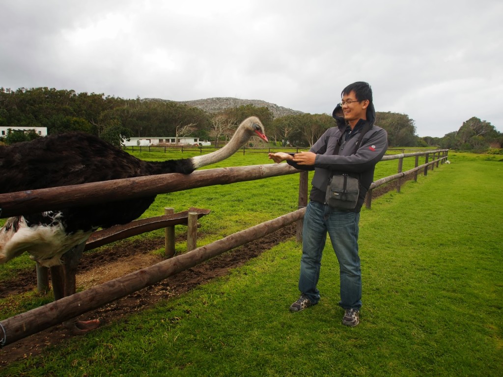 Feeding the ostrich was amusing