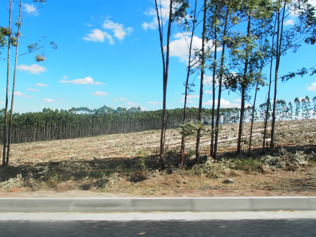 Eucalyptus trees fell in the foreground, probably for the paper mills. Large hectares of trees in the background. 