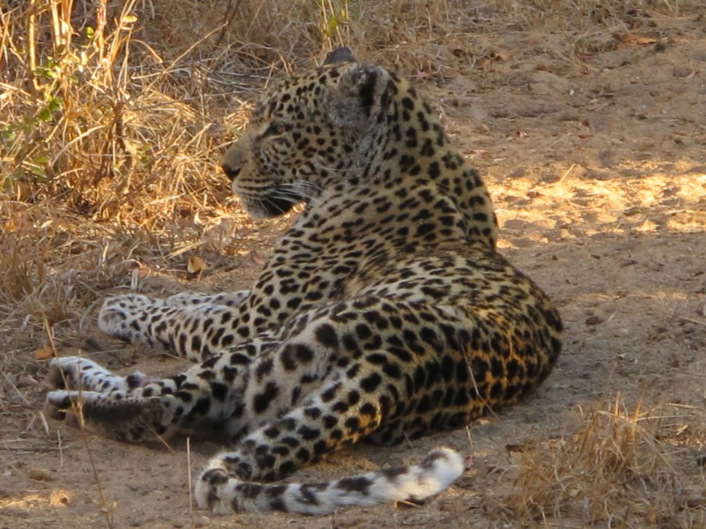 Leopard move onto the road and lay down again.