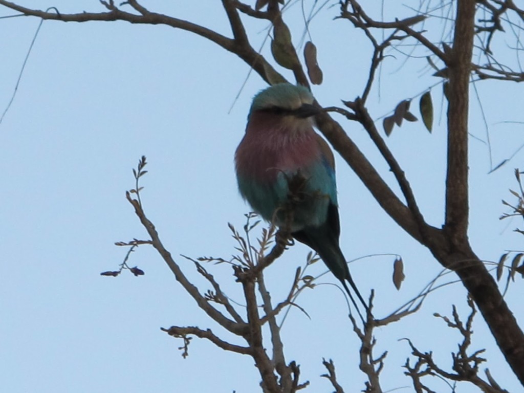 Zoom on a Lilac crested roller, beautiful feathers and common makes it the most photographed bird in Africa, we were told.