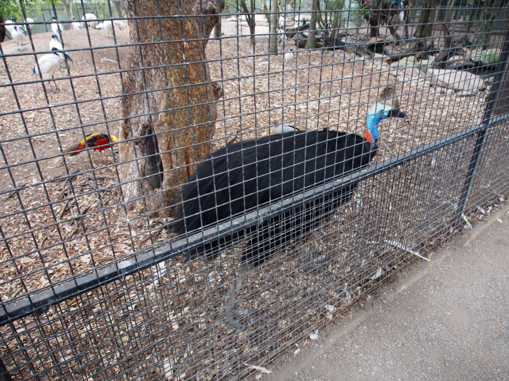 Cassowary.