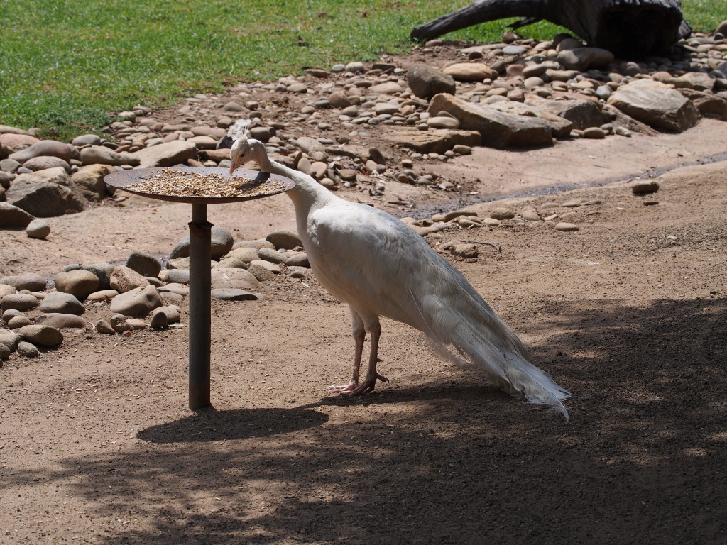 Emu.