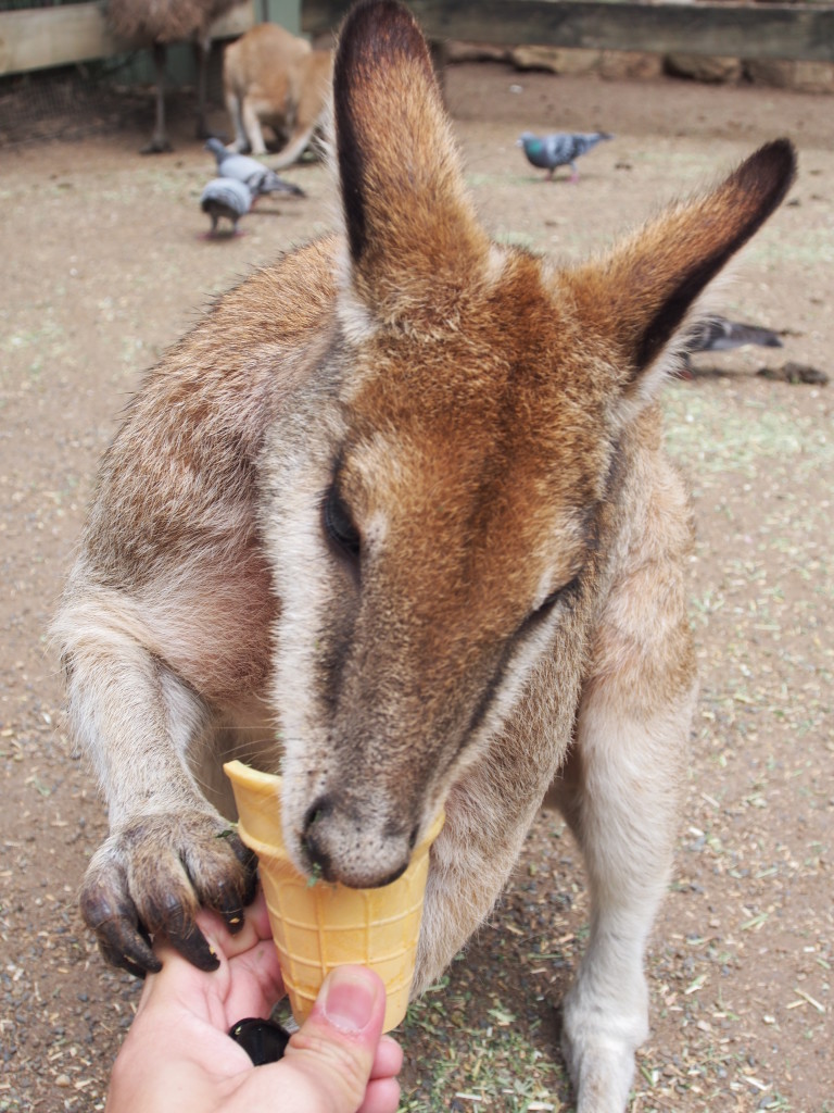 Feeding kangeroo.