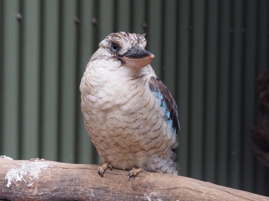 Kookaburra.