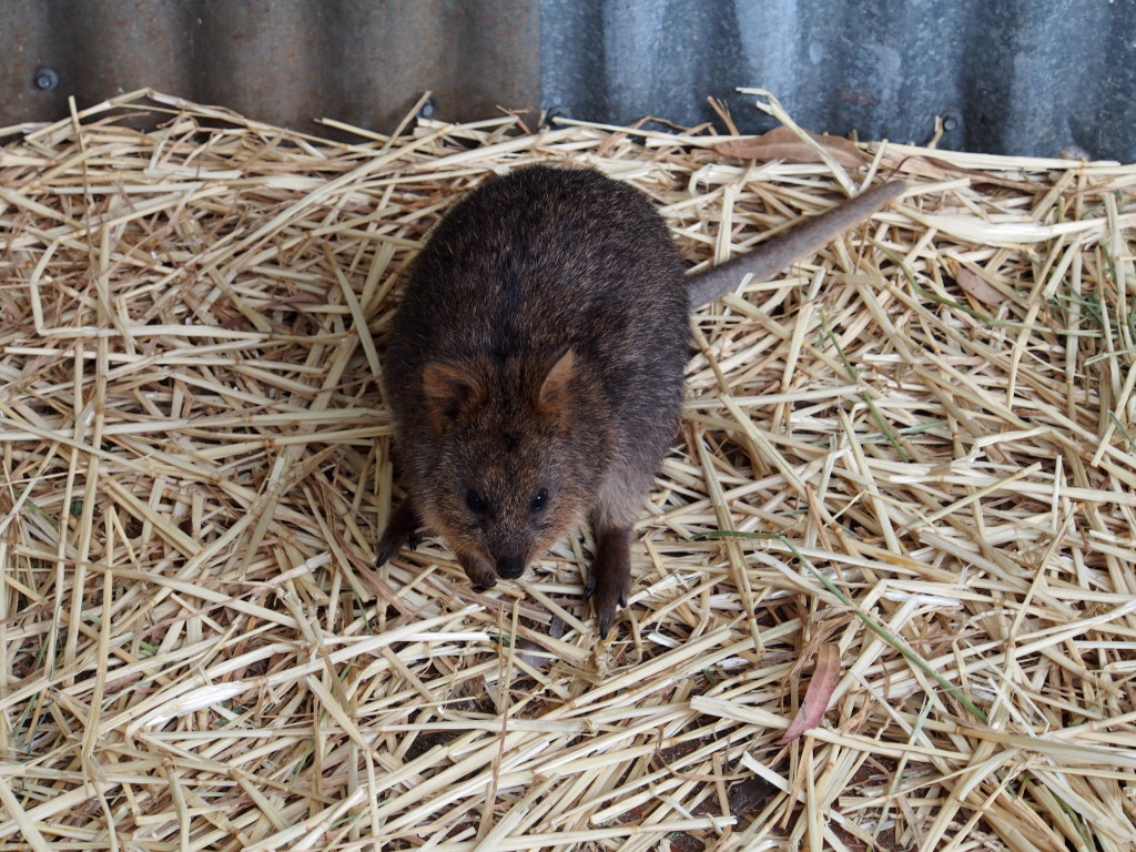 Quokka.