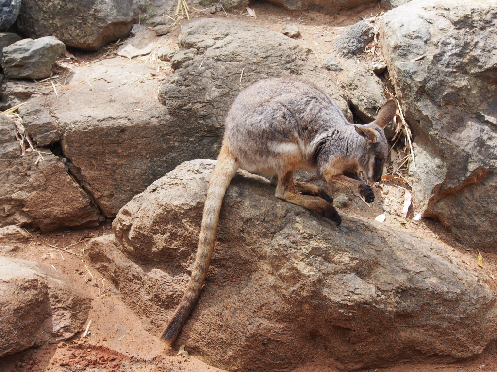 Wallaby.