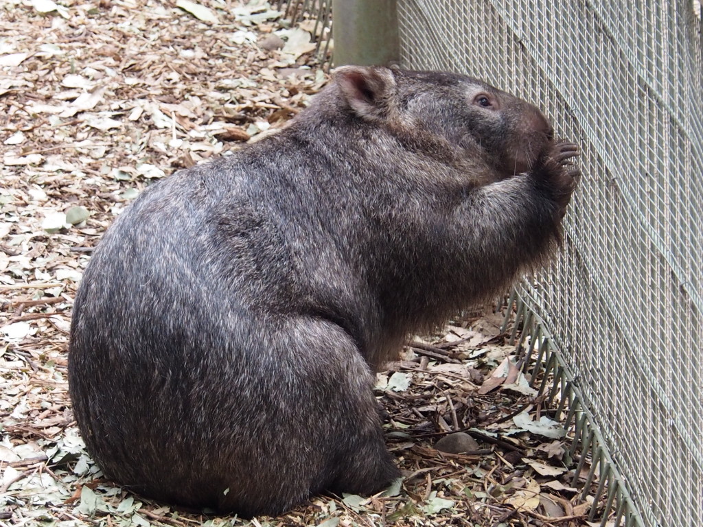 Wombat.