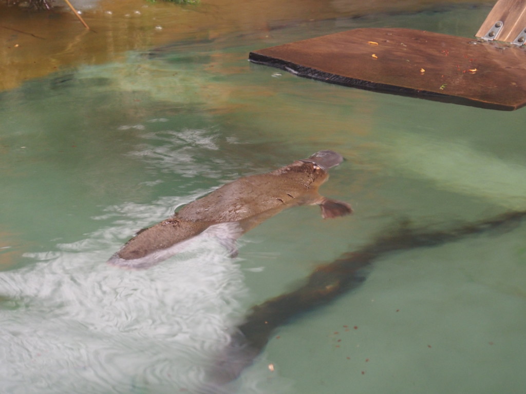 The biggest platypus in Tassie? Small fellow still.