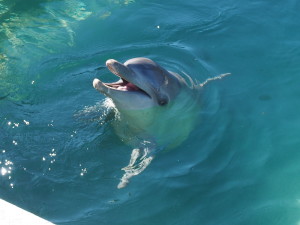 Dolphin close to walkway.