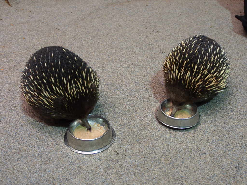 Double Echidna eating.