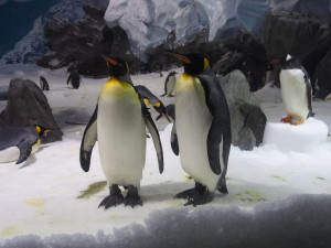 Emperor penguins in all sorts of postures.