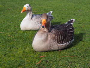 Pair of huge ducks we saw at Strahan.