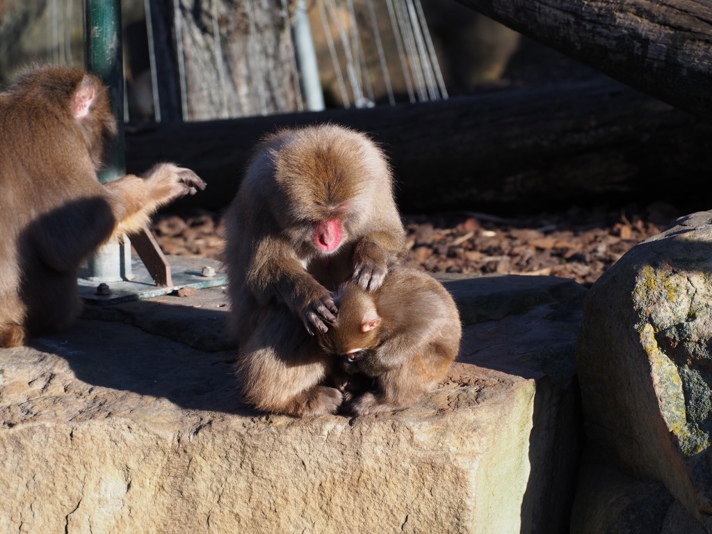 Mother with 2 little monkeys.