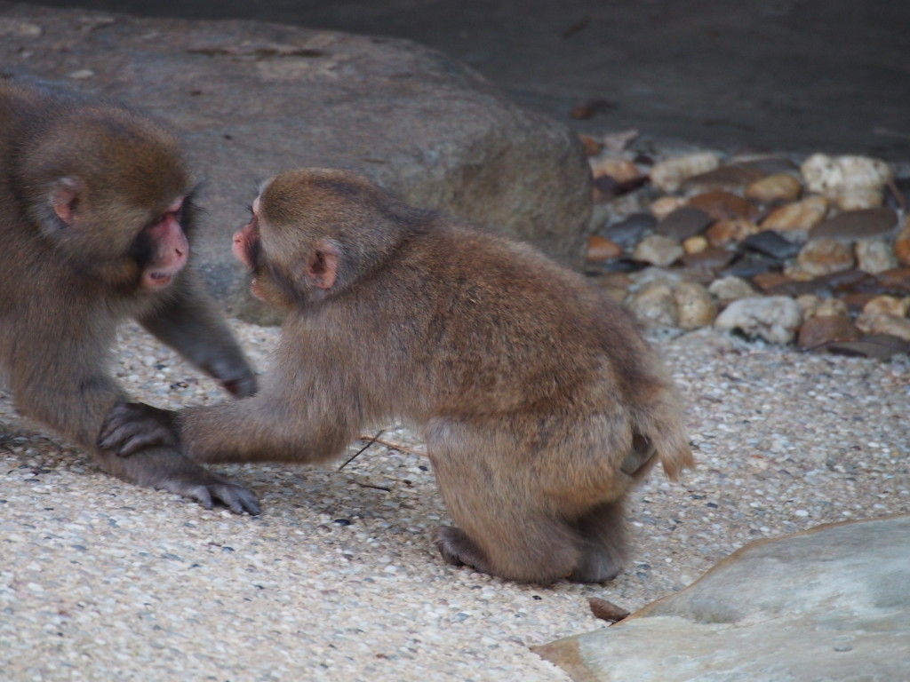 Baby Japanese monkey.