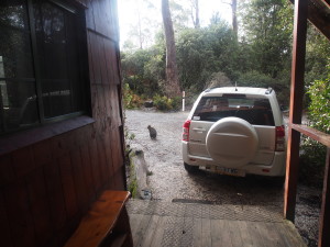 Pademelon outside our cabin.