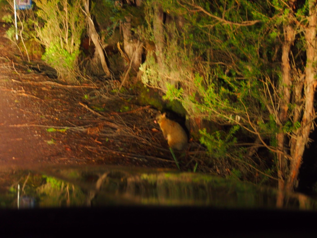 Possum near the road as we headed back.