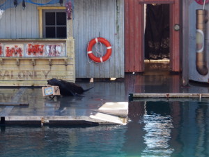 Seal with a box.