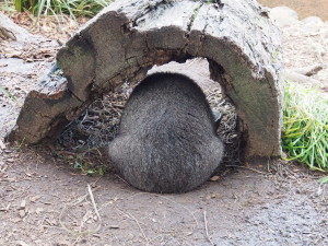 Wombat feeding.